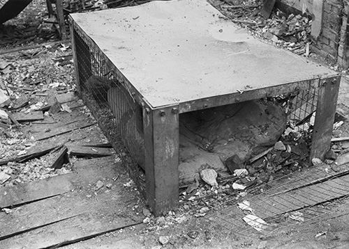 Morrison Shelter Test series